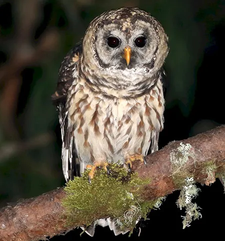 strix fulvescens