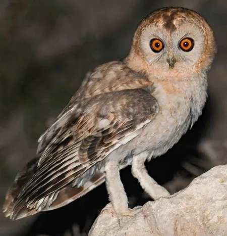 strix hadorami