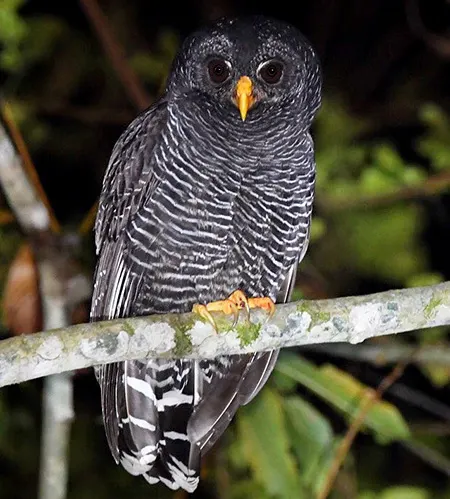 strix huhula
