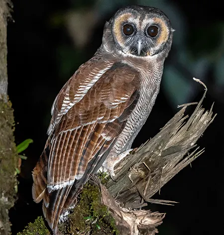 strix leptogrammica