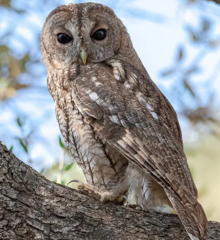 strix mauritanica