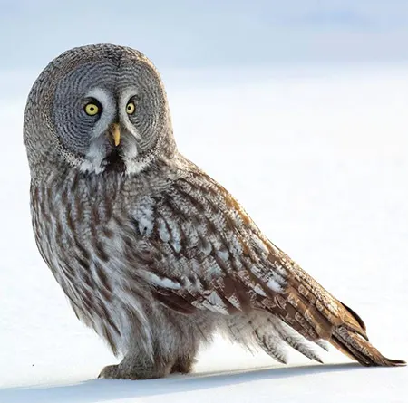 strix nebulosa