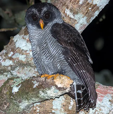 strix nigrolineata