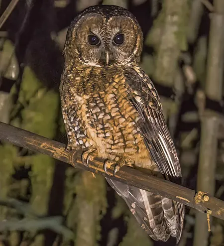 strix nivicolum