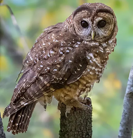 strix occidentalis