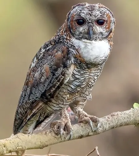 strix ocellata
