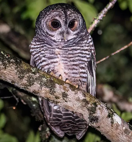 strix rufipes