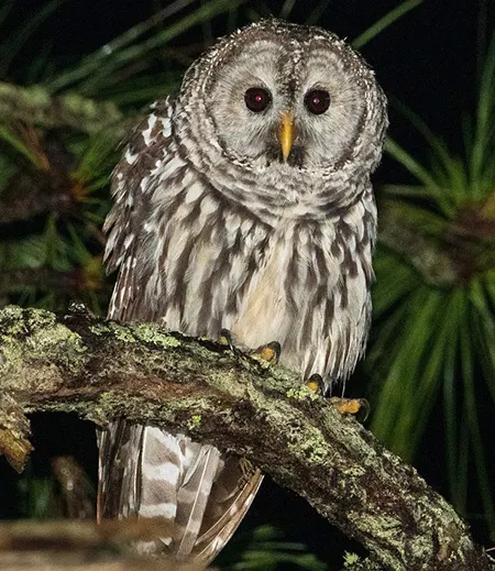 strix sartorii