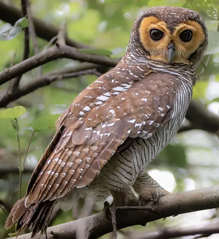 strix seloputo