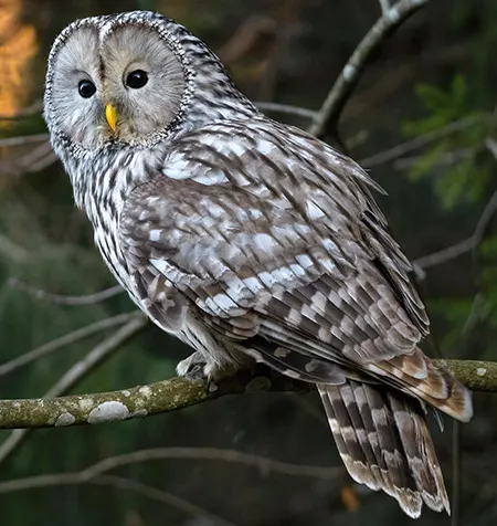 strix uralensis