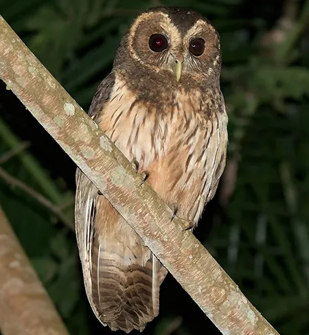 strix virgata