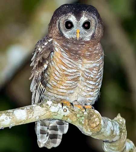 strix woodfordii