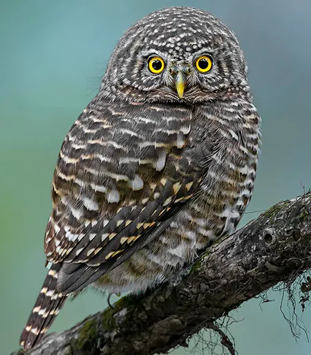 taenioptynx brodiei