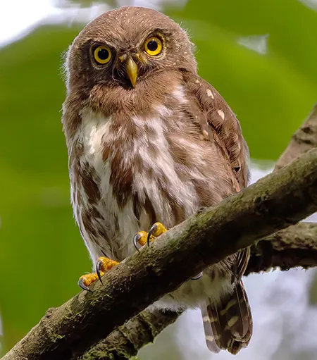 taenioptynx sylvaticus