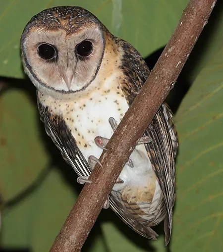 tyto almae