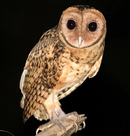 tyto aurantia