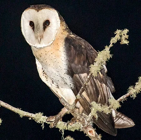 tyto capensis