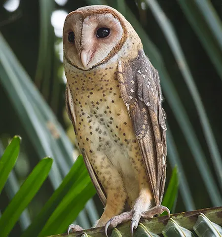 tyto deroepstorffi