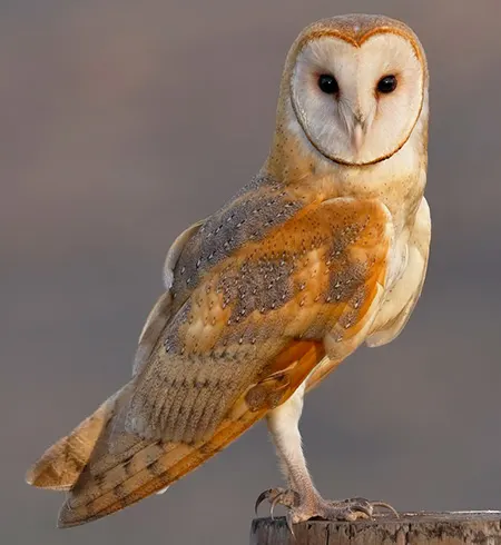 tyto furcata