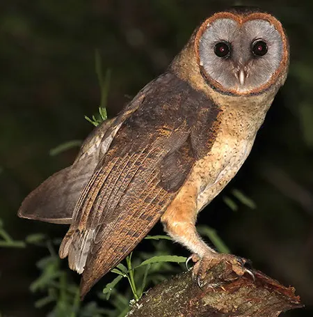 tyto glaucops