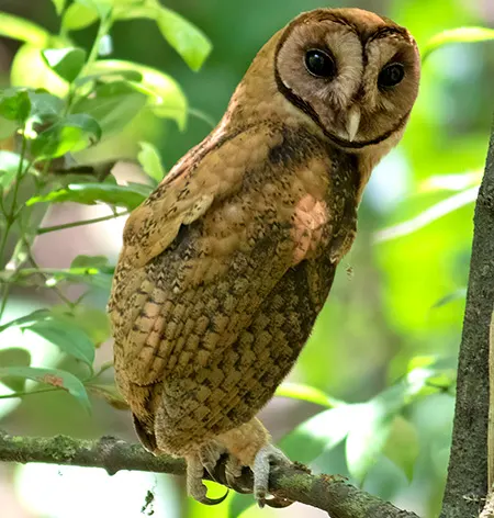 tyto inexspectata