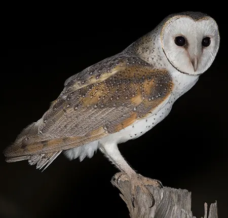 tyto javanica