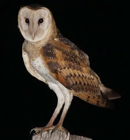 tyto longimembris