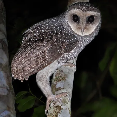 tyto multipunctata