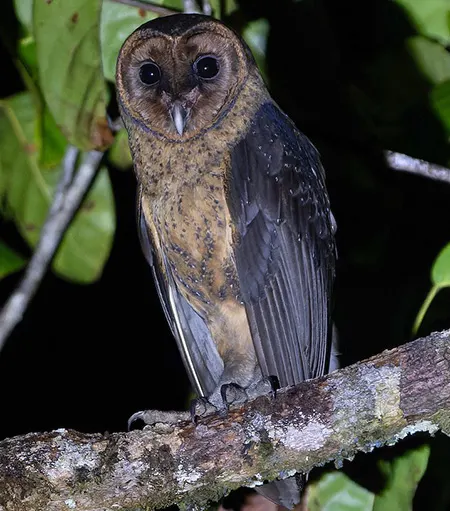 tyto nigrobrunnea