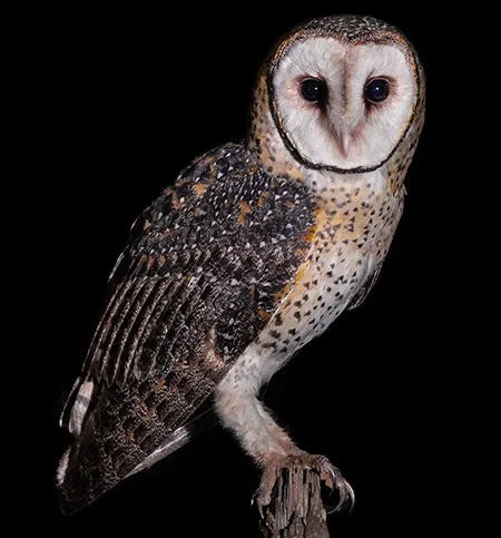 tyto novaehollandiae
