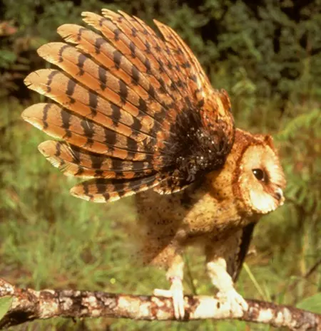 tyto prigoginei