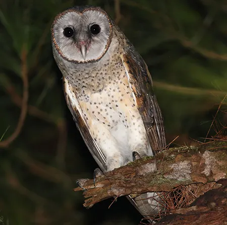 tyto rosenbergii
