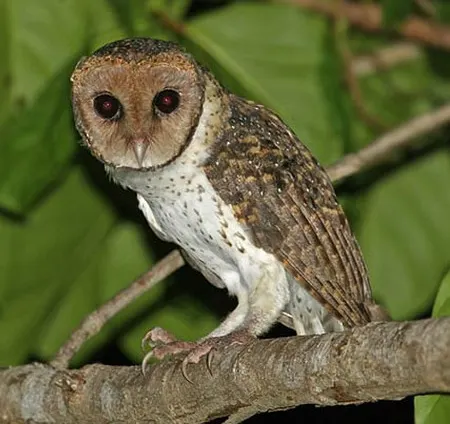 tyto sororcula