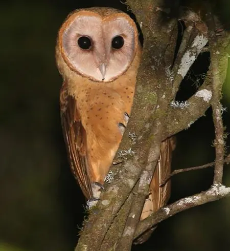 tyto soumagnei