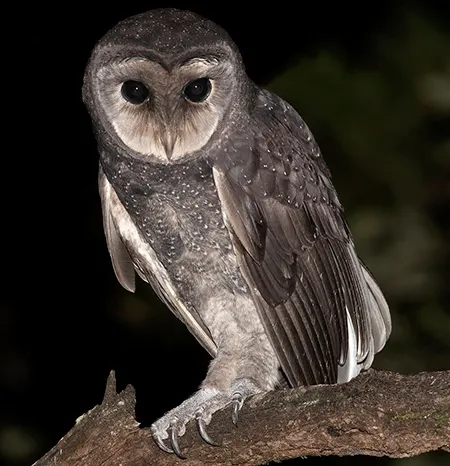 tyto tenebricosa