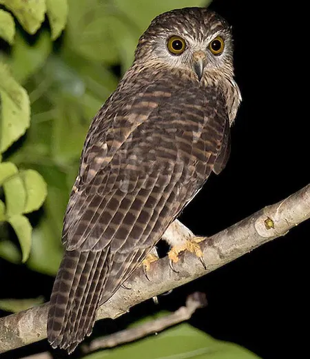 uroglaux dimorpha