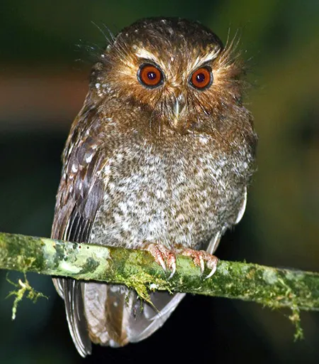 xenoglaux loweryi