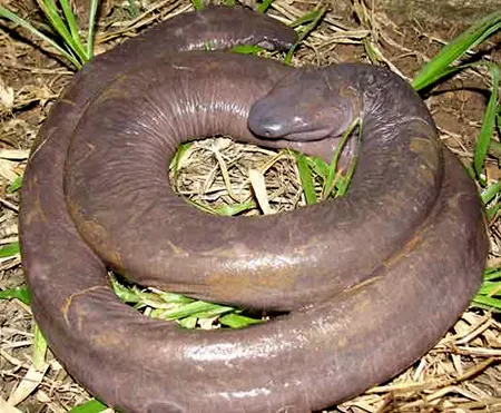 atretochoana eiselti