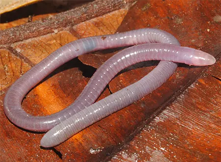 brasilotyphlus dubium