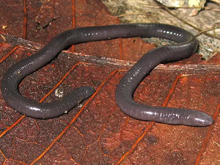luetkenotyphlus brasiliensis