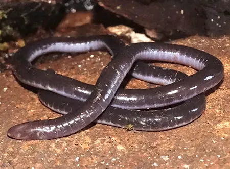 luetkenotyphlus fredi