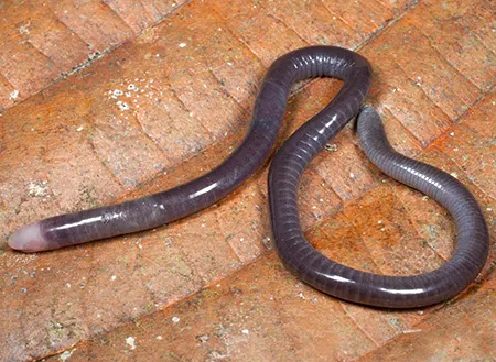 microcaecilia albiceps