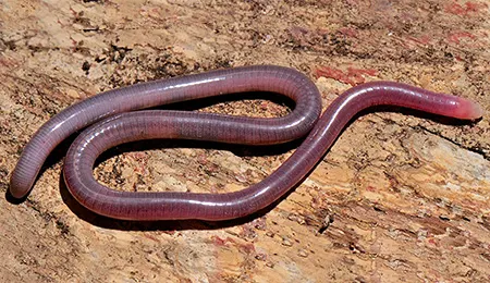 microcaecilia butantan