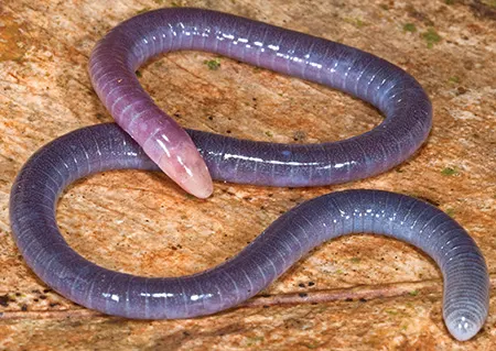 Caecilians