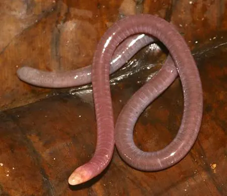 microcaecilia marvaleewakeae