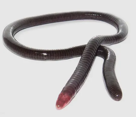 microcaecilia nicefori