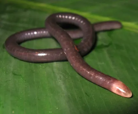 microcaecilia pricei