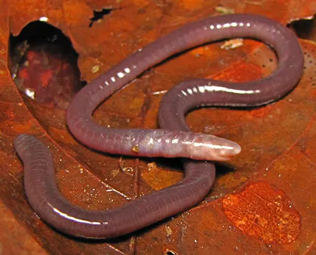 microcaecilia taylori