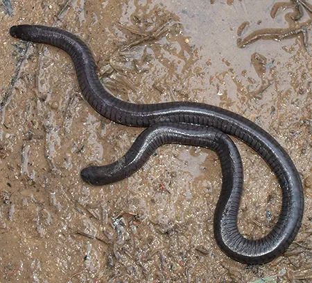nectocaecilia petersii