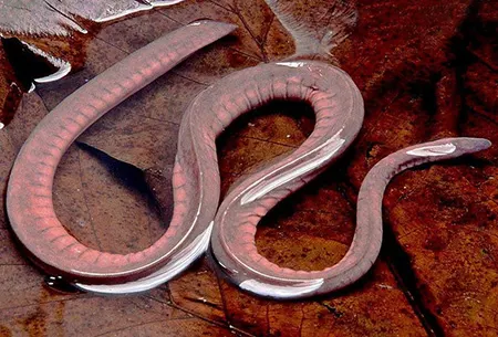 potomotyphlus kaupii